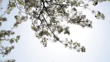 Sakura-kiraz çiçekleri