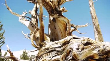 Antik bristlecone çam ağacı