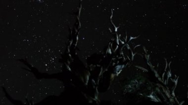 Yıldız üzerinde antik bristlecone çam