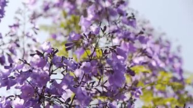 jakaranda ağacı