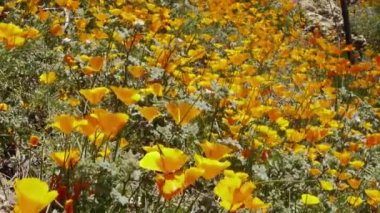 California kır çiçekleri