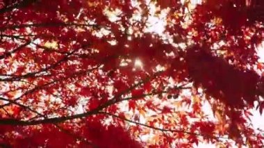 Japon maple ağaçlar güneş parlıyor