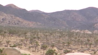 Joshua tree national park peyzaj