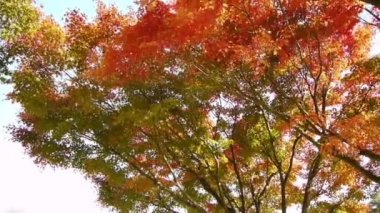 Japon akçaağaç