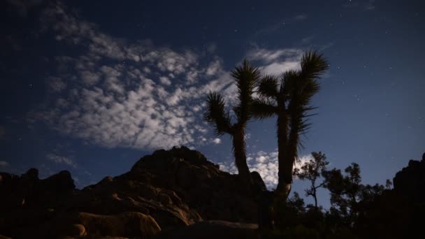 Астрофотограф Джошуа Три под лунным светом — стоковое видео
