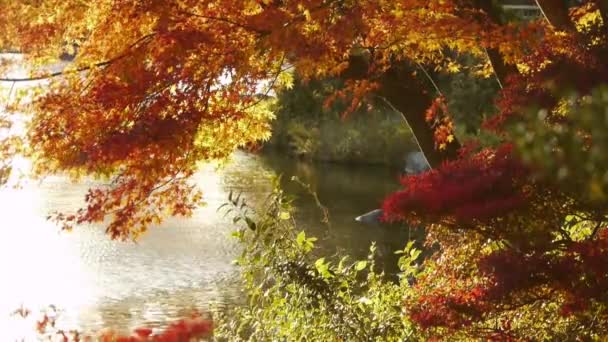 Japanese Maple over Pond — Stock Video