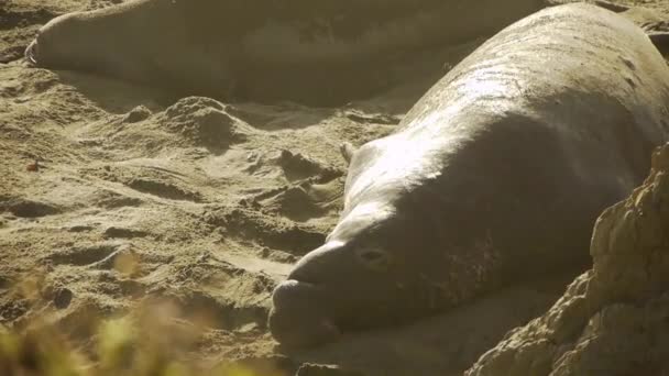 Female elephant seals with pups — Stock Video