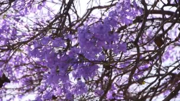 Jacaranda дерево — стокове відео