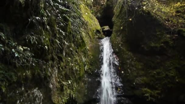 Cascada en bosque profundo — Vídeos de Stock