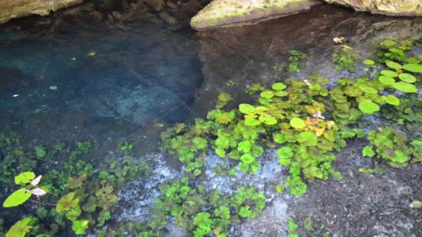 Cenote del cenote antiguo en la península de Yucatán — Vídeo de stock