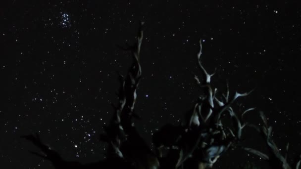 étoiles plus ancient bristlecone pine