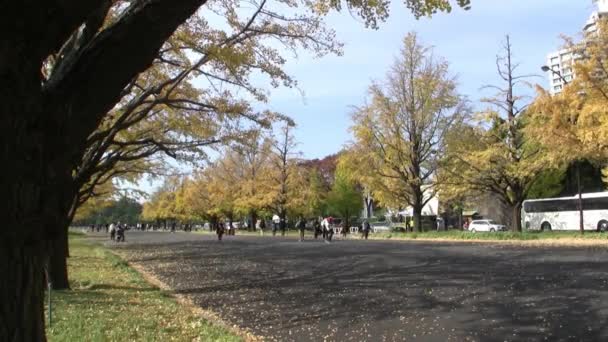 Ludzie chodzą przez żółte ginkgo drzew w Japonii — Wideo stockowe