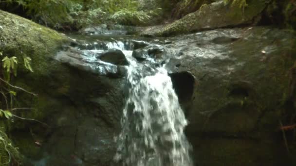 Cachoeiras em Red Woods — Vídeo de Stock