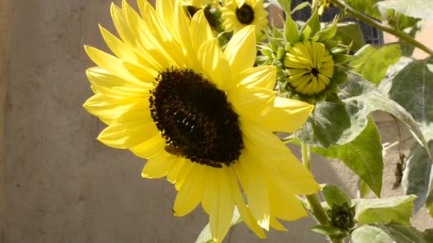 Sunflower and Bee — Stock Video