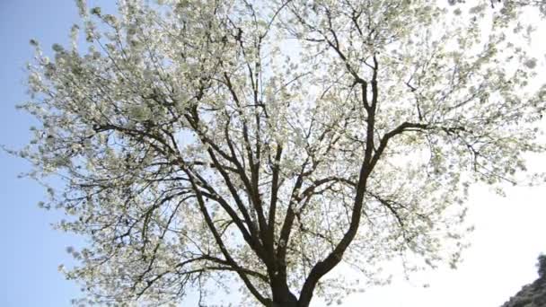 Sakura-Třešňové květy — Stock video
