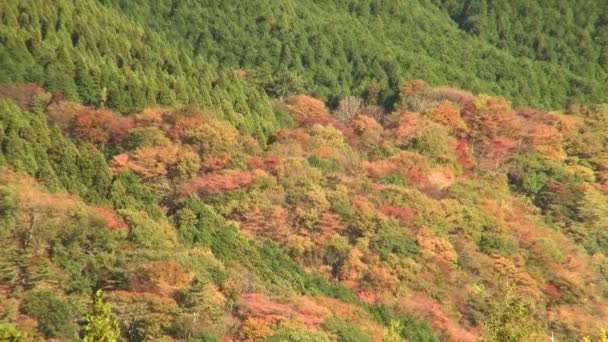 Tintas de otoño en Japón — Vídeos de Stock