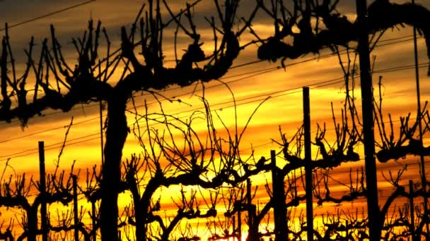 Sonnenuntergang im Weinberg. — Stockvideo