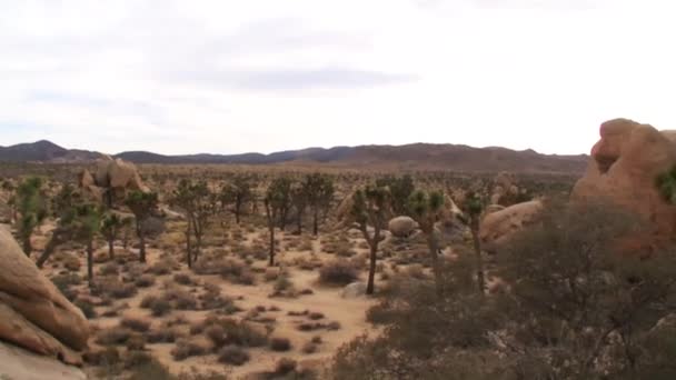 Joshua tree national parklandskap — Stockvideo