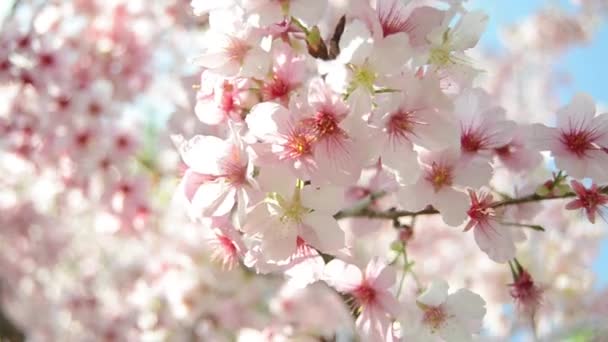 Flores de cereja sakura — Vídeo de Stock