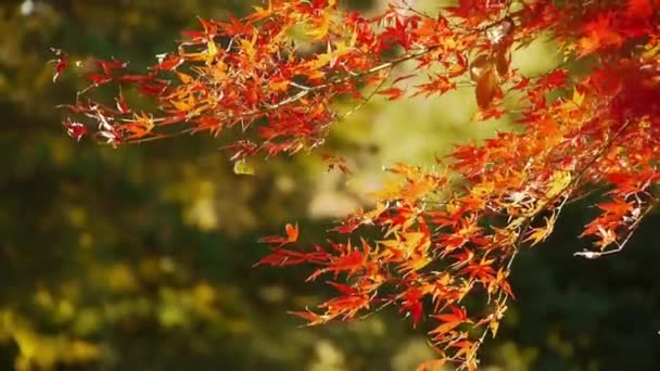 Alberi d'acero giapponesi in autunno — Video Stock