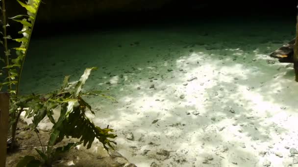 Cenote Maya Sagrado en la Península de Yucatán — Vídeo de stock