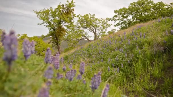 California Wild Flowers — Stock Video