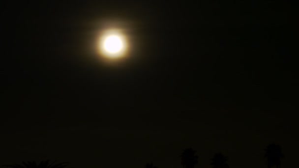Full Moon Setting into Palm Tree. — Stock Video