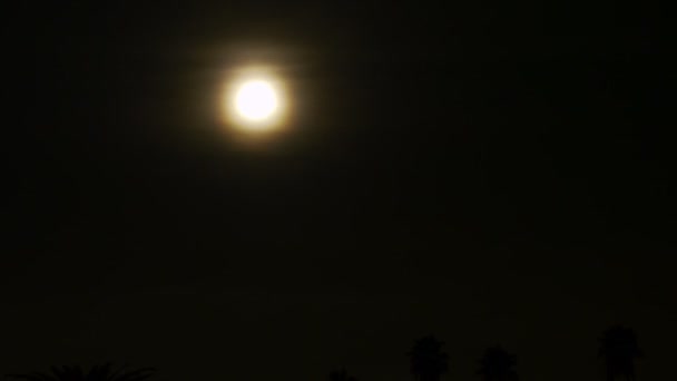 Full Moon Setting into Palm Tree. — Stock Video