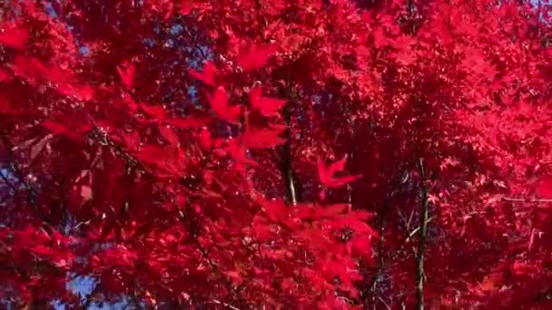 Japanische Ahornbäume im Herbst — Stockvideo