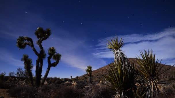 Joshua Tree and Yucca in Moon Light — Stock Video