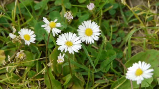 Macro Flores — Vídeo de stock