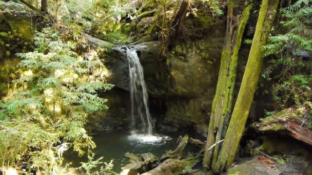 Waterfalls in Red Woods — Stock Video