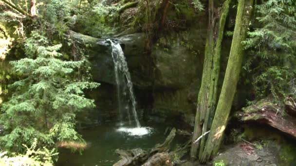 Waterfalls in Red Woods — Stock Video