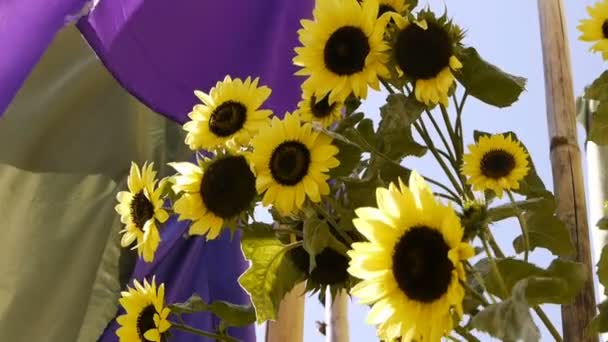 Sunflower and Flags — Stock Video