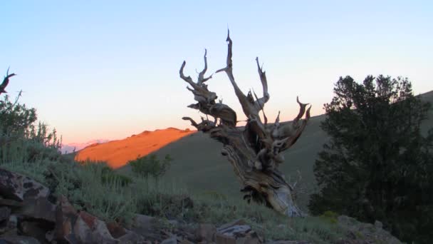 Antiguo pino de Bristlecone — Vídeo de stock