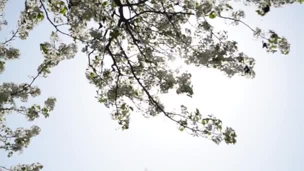 Sakura-körsbär blommar — Stockvideo