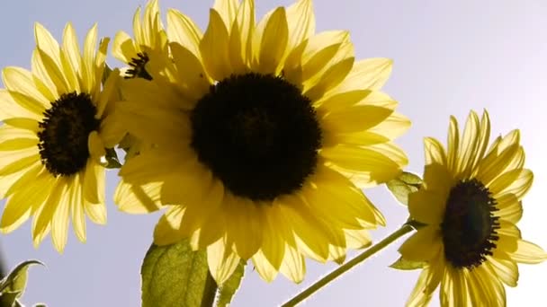 Sonnenblume und klarer Himmel — Stockvideo