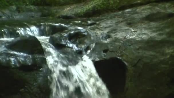 Waterfalls in Red Woods — Stock Video