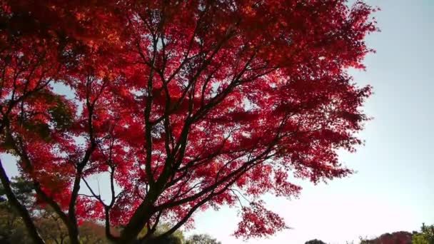 Alberi d'acero giapponesi in autunno — Video Stock