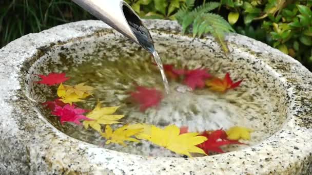 Japanische Ahornblätter im Brunnen — Stockvideo