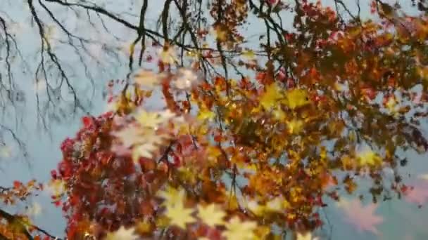 Feuilles d'érable japonaises sous l'eau — Video