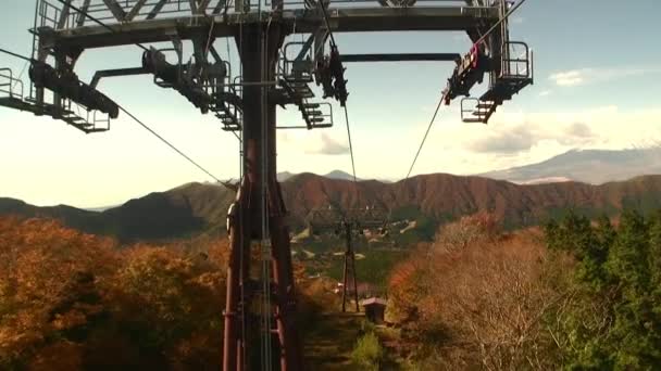 Árboles de arce japonés — Vídeo de stock