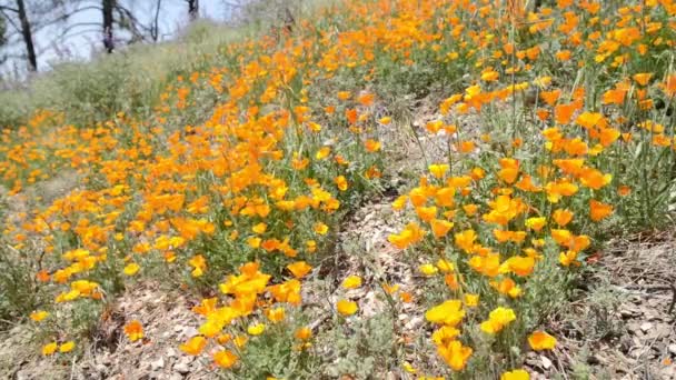 California Wild Flowers — Stock Video