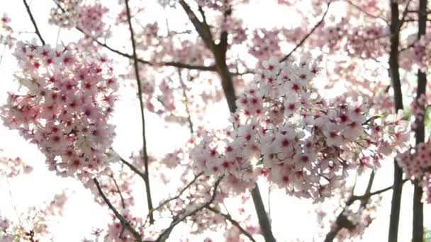 Fiori di ciliegio Sakura — Video Stock