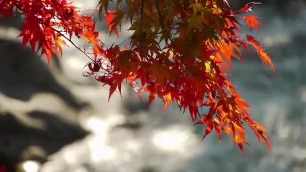 日本枫树的叶子 — 图库视频影像