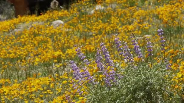 California Flores silvestres — Vídeo de stock