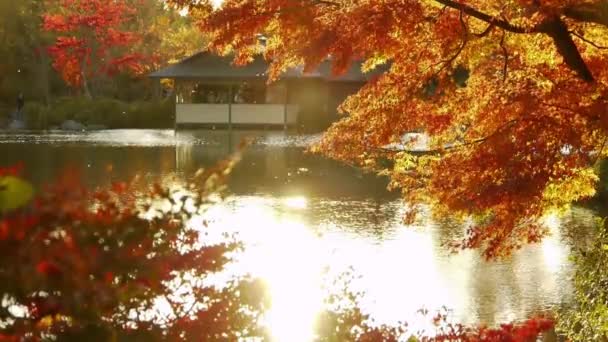 Javor dlanitolistý přes rybník na podzim v Japonsku — Stock video