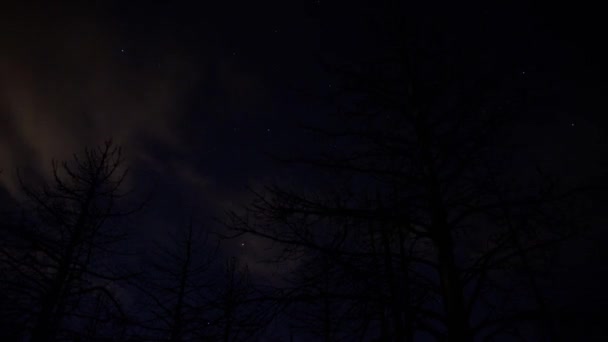 Árboles alpinos bajo el cielo estrellado — Vídeo de stock