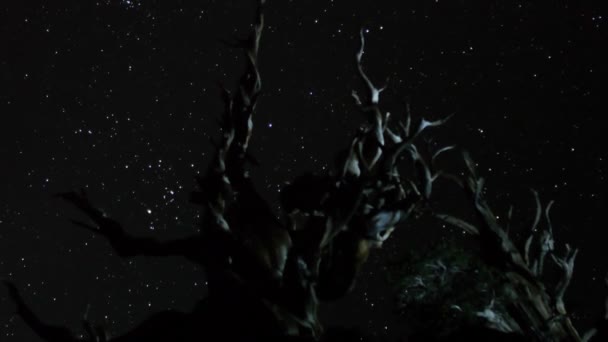 étoiles plus ancient bristlecone pine