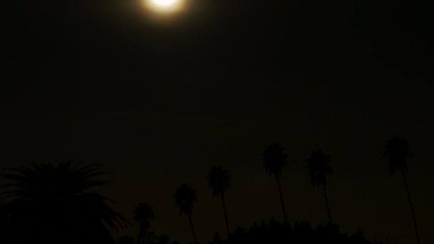 椰子の木に満月の設定. — ストック動画